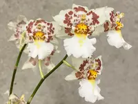 Odontocidium Parquet 'Uptown Girl' | SapphireChild Orchids
