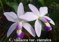 C. violacea var. coerulea x sib ('K.S. #1' x 'K.S. #2') (CKS02) (Cattleya - - violacea )