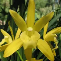 Cymbidium Golden Elf 'Sundust' HCC/AOS. Blooming size cymbidium orchid clone. Awarded and fragrant.