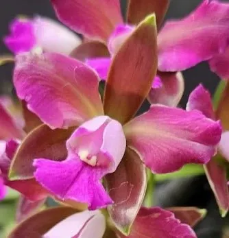 Cattleya leopoldii 'IMACULATA FLAMEO'