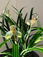 Cymbidium goeringii