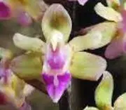 Flask - Cleisostoma melanorachis - Species