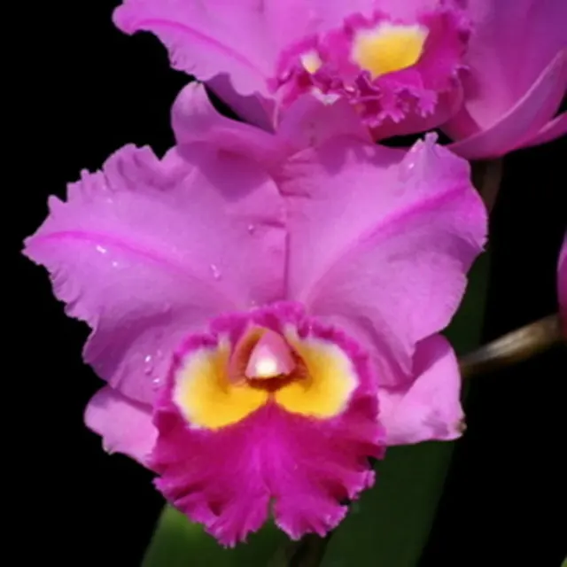Cattleya Spring Drumb 'Volcano Queen'