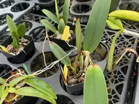 Cattleya lueddemanniana