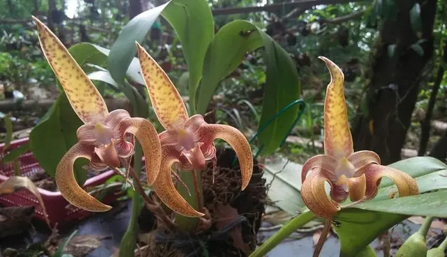 Bulbophyllum polystictum