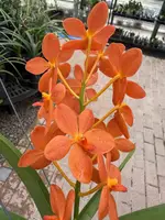 Renantanda Jairak Orange