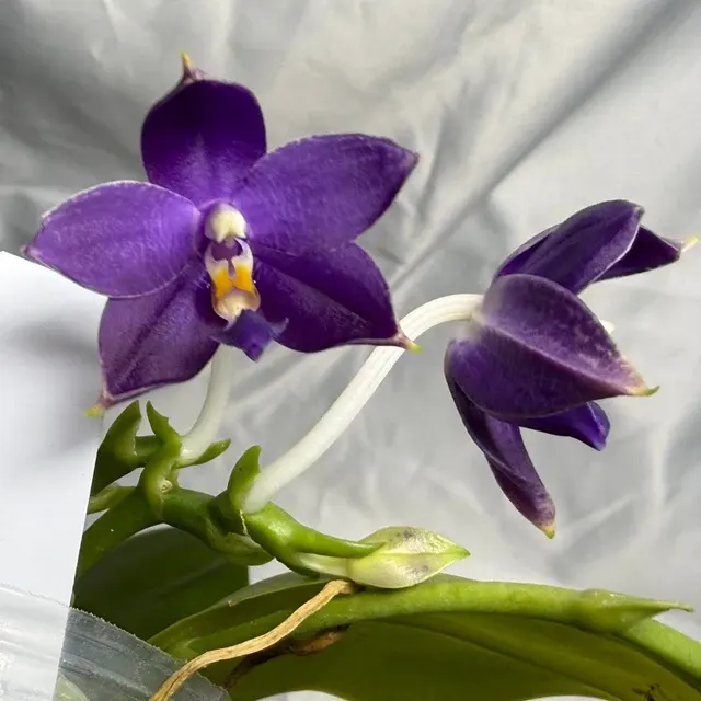 Phalaenopsis Blaine's Magic Sunset