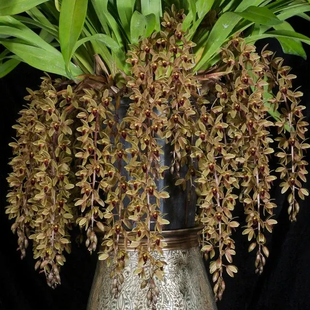 Cymbidium Sweet Devon 'Paradisia'