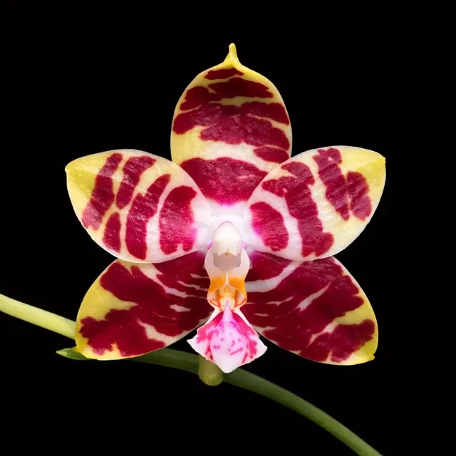 Phalaenopsis Yaphon Nicegirl - Parfumata