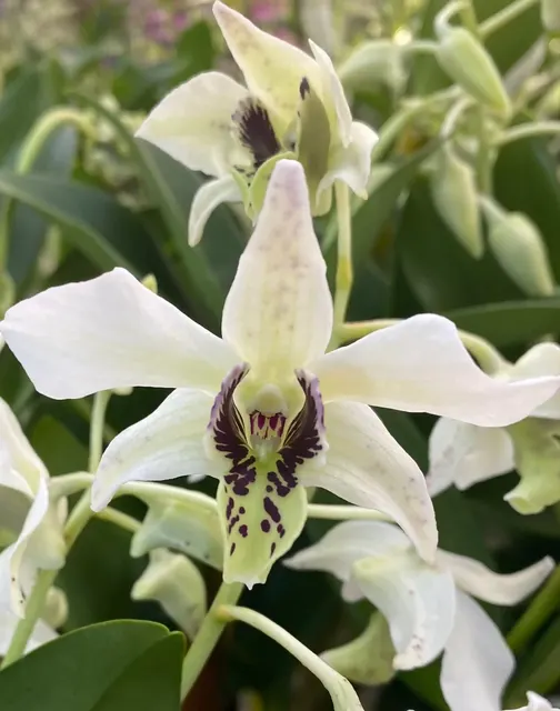 Dendrobium Roy Tokunaga 'White' (Dendrobium)