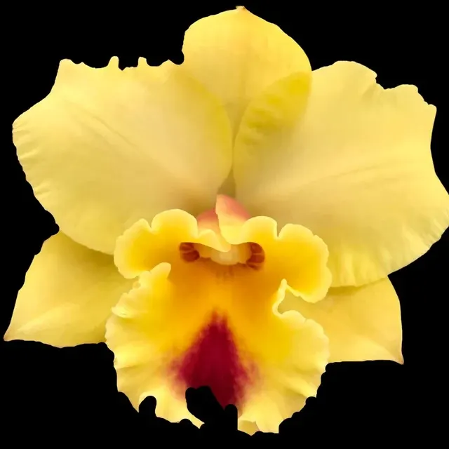 Cattleya Alliance - Rlc. Kita Karano Hana 'Volcano Queen'