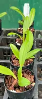 Orchid Seedling 50mm Pot Size - Bulbophyllum macraei - Species