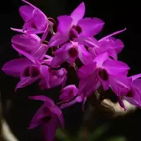 Dendrobium parishii sp.