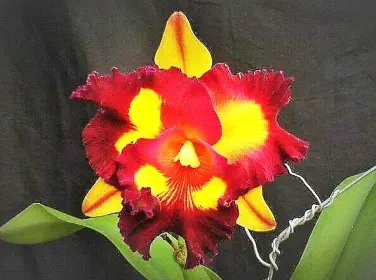 Rhyncholaeliocattleya Liu's Joyance 'C B #3 Mutation' (Rhyncholaeliocattleya)