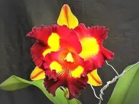 Rlc. Liu's Joyance'C B #3 Mutation' (Chunyeah x Taiana Gold) (M421) (Hybrid) Rlc.=Rhyncholaeliocattleya