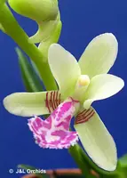 Sedirea japonica