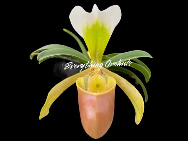 Paphiopedilum Wössner Zwerg (Paphiopedilum)