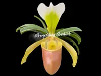 In Spike Paphiopedilum Wössner Zwerg (barbigerum × helenae) (2” pot)