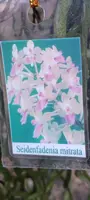 Orchid Plant Seidenfadenia mitrata Rat Tail Mounted Cork Bark Tropical Pinkish Color - Exotic Houseplant for Home Decor