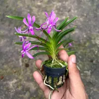 Neofinetia falcata Koto’x Shutennou Pink