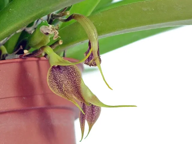 Masdevallia zahlbruckneri (Masdevallia)
