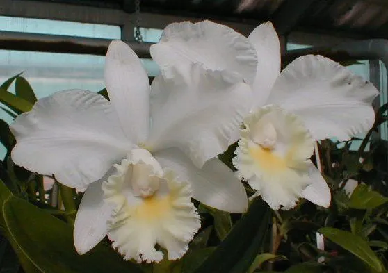Cattleya MARJORIE HAUSERMANN 'York'