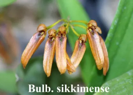 Bulbophyllum sikkimense