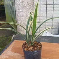 Cymbidium Golden Hinata bareroot