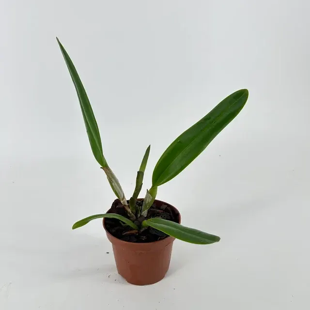 Brassolaeliocattleya Veitchii (Brassolaeliocattleya)