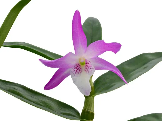Dendrobium Over The Rainbow (Dendrobium)