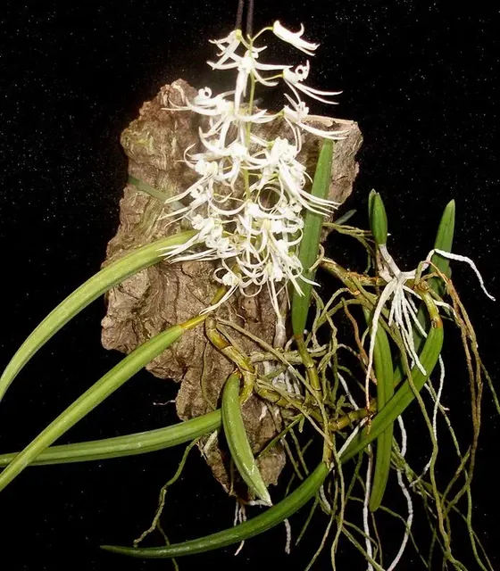 Dockrillia wassellii (Dockrillia)