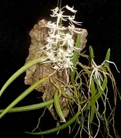 Dockrillia wassellii