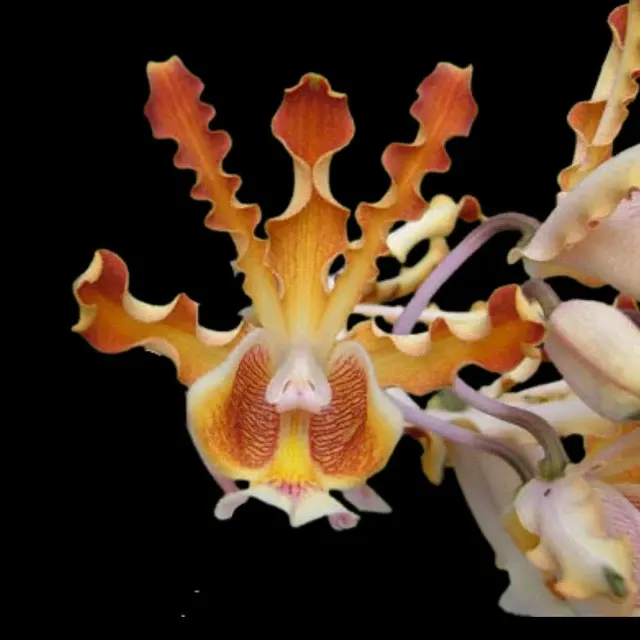 Cattleya Myrmecophila Brysiana