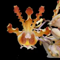 Cattleya Myrmecophila brysiana