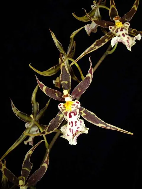 Brassidium Golden Gamine 'White Night'