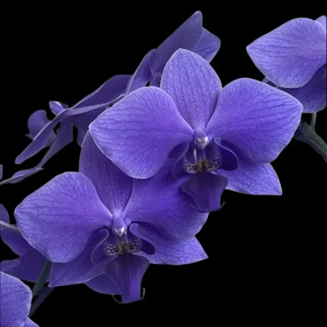 Phalaenopsis Blue Gene