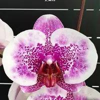 [Bare-root][Import AS-IS] #PA# Phal. I-Hsin Stacy 史黛西 [3.0" BS][Sept Preorder 26]