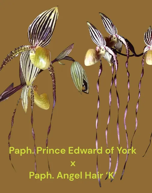 Paphiopedilum La Retraite