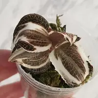 Anoectochilus roxburghii ‘Variegata’ variegated 1.7" — Planted