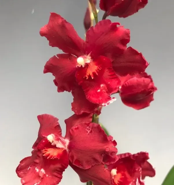 Oncostele Red Silk 'HOF' (Oncostele)
