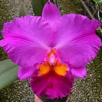 Rlc. Perfect Choice 'Purple Lady' BM/JOGA