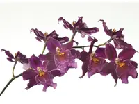Oncidopsis Cambreon