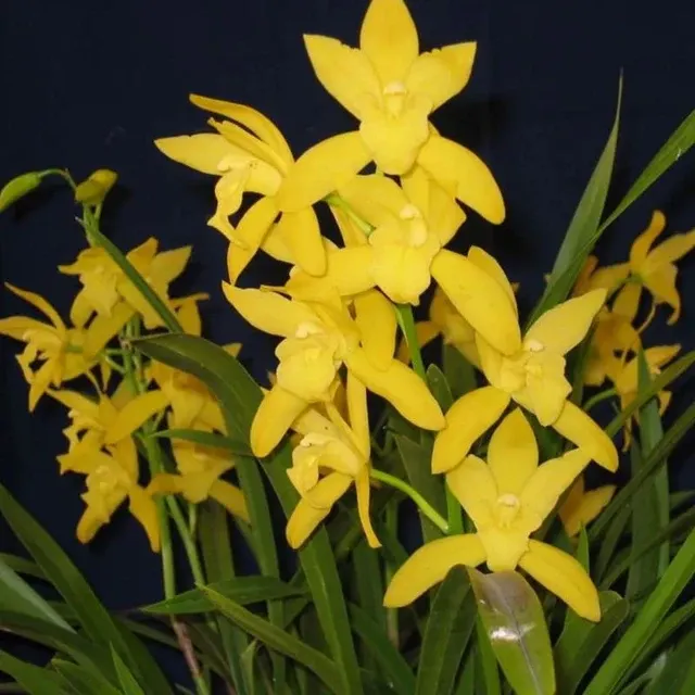 Cymbidium Golden Elf 'Stardust' (Cymbidium)