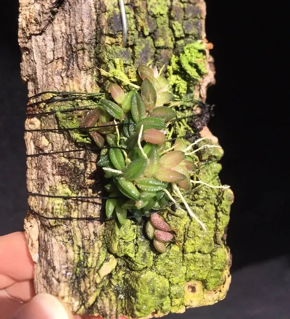 Dockrillia torressae (Dockrillia)