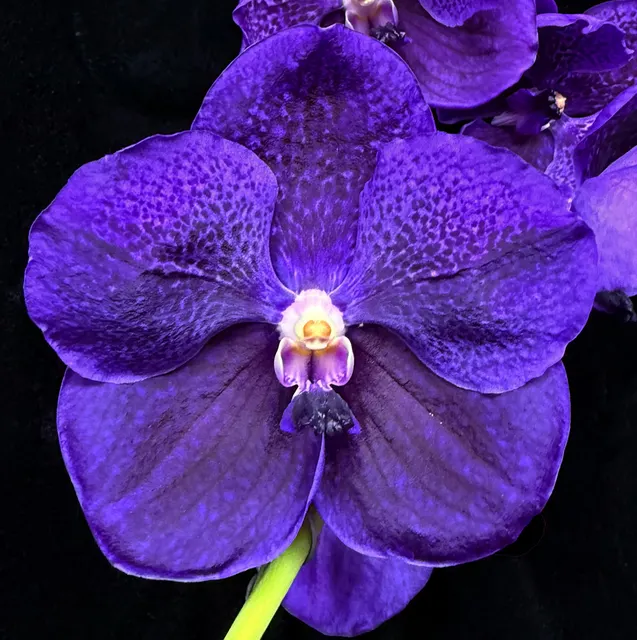 Vanda Boonserm Delight 'Mystical Treasure' (Vanda)