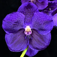 Vanda Boonserm Delight 'Mystical Treasure'