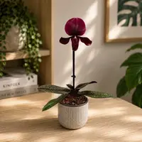 Paphiopedilum maudiae 'Black Jack'
