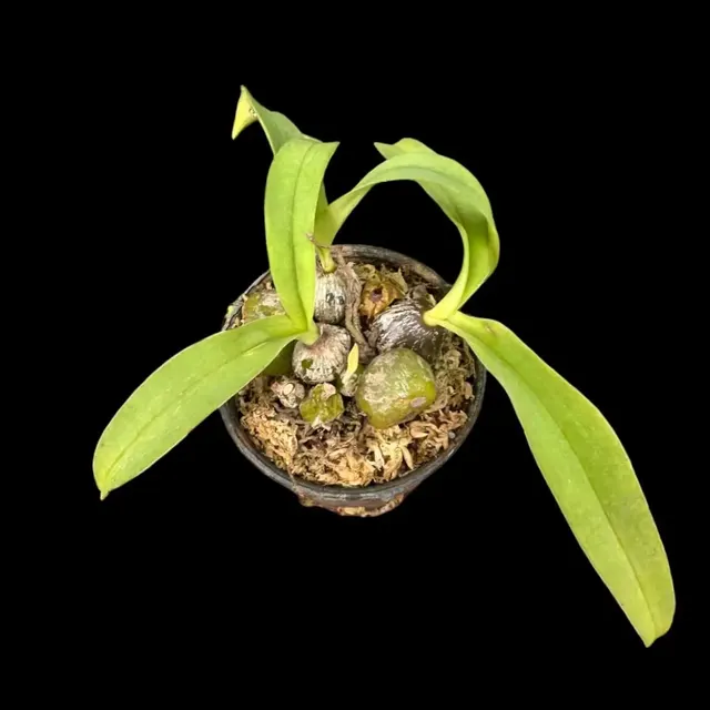 Bulbophyllum tripaleum (Bulbophyllum)