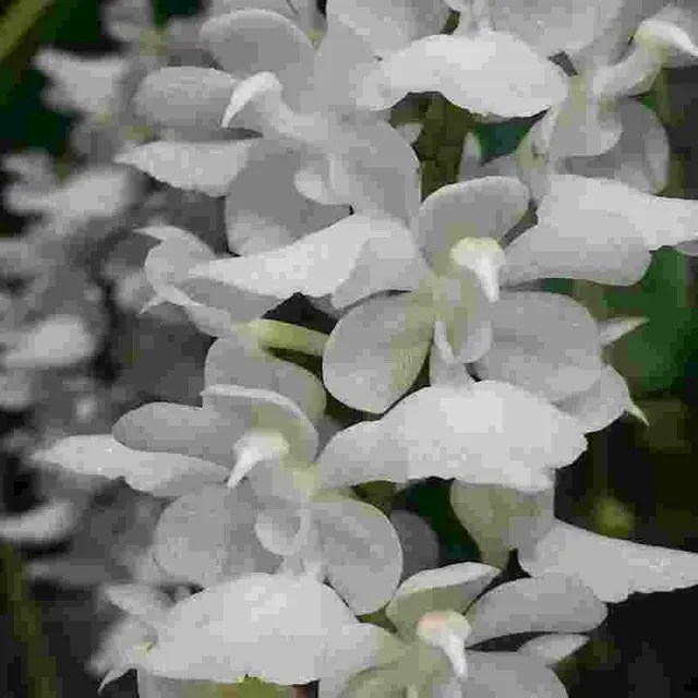 Aerides rosea fma alba sp (Aerides)