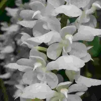 Aerides rosea fma. alba sp.